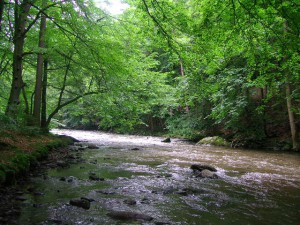 Řeka Metuje v Pekelském údolí/River Metuje in Peklo Valley